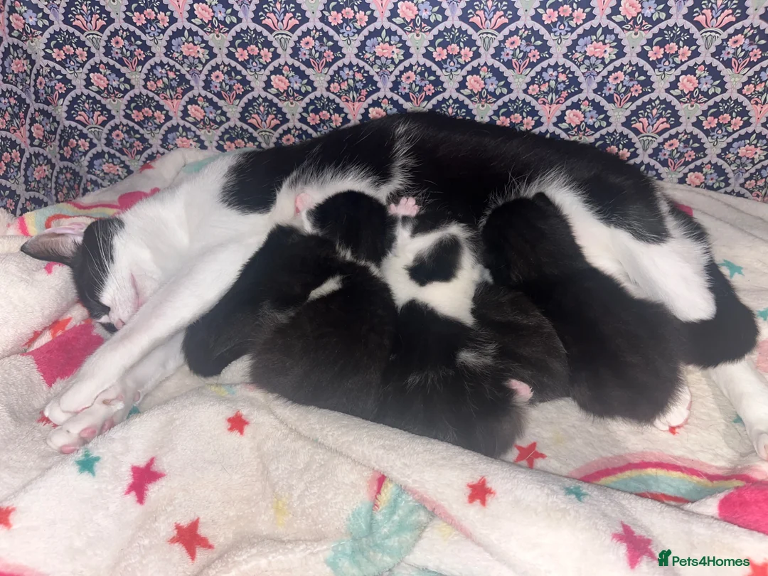 Mixed Breed cats for sale: Mixed breed kitten  - Advert 1
