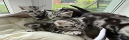 British Shorthair cats for sale: GCCF Rare Show Quality BSH Silver Tabby Kittens  - Advert 14