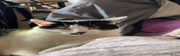 British Shorthair cats for sale: Two adult cats looking for a new home!  - Advert 4