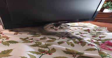 Scottish Fold cats - Advert 13