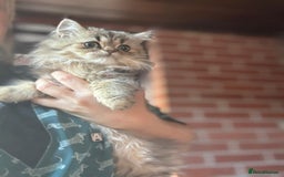 Persian cats for sale: Persian Chinchilla kittens - Image 5