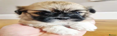 Lhasa Apso 4