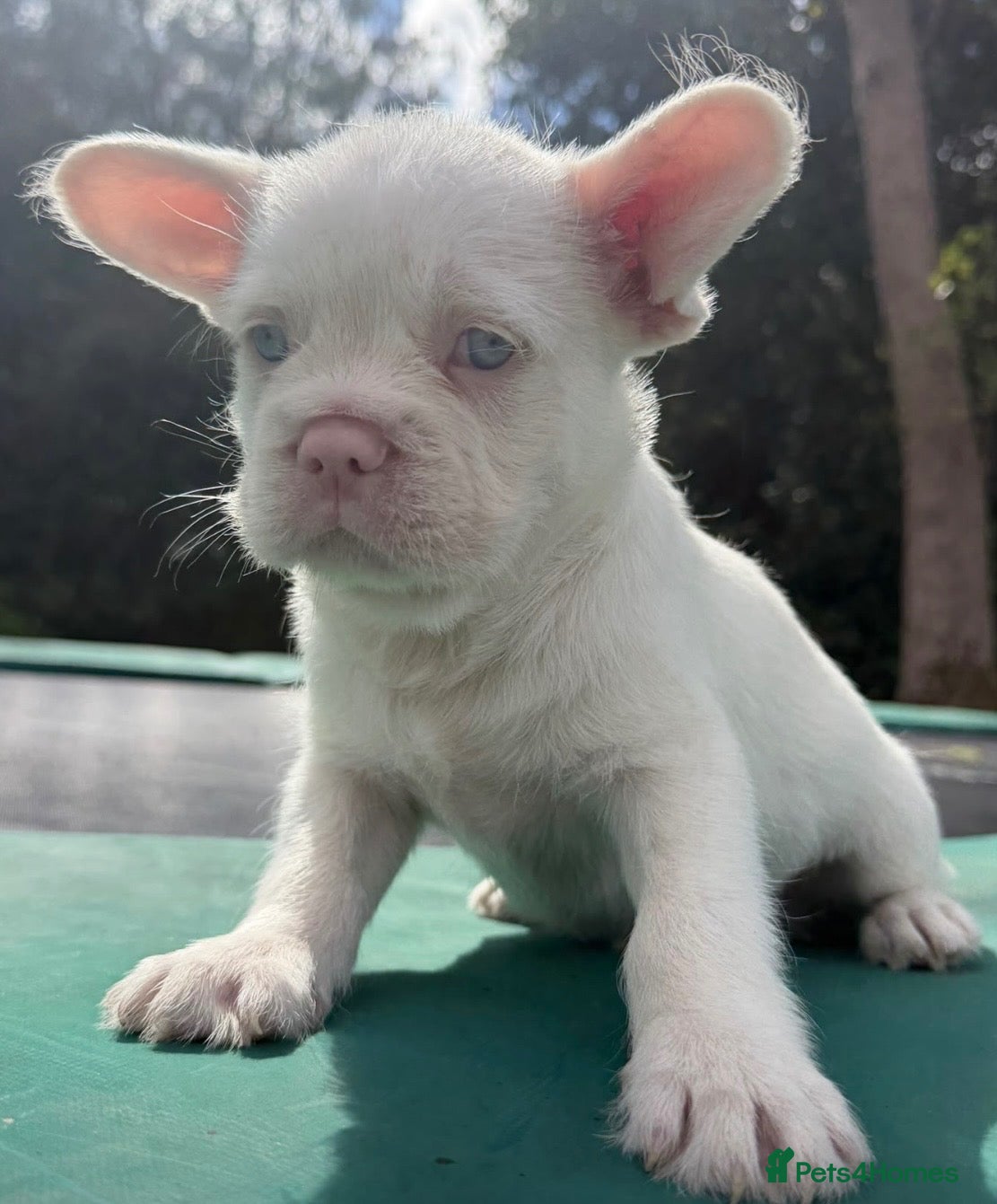 French Bulldog dogs for sale: 2 top quality French bulldogs reduced! - Advert 15