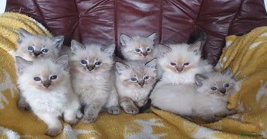 Ragdoll cats - Advert 11