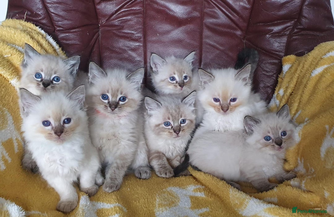 Ragdoll cats for sale: Stunning GCCF Registered Ragdoll Kittens. - Image 2