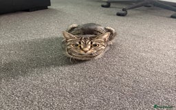 British Longhair cats for sale: 2 Kittens For Sale - Image 3