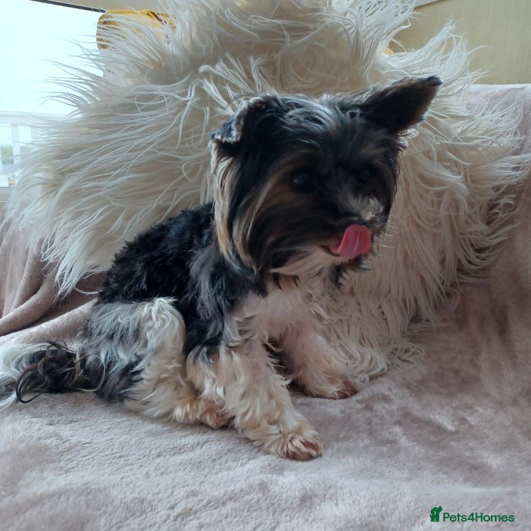 Biewer Terrier dogs for stud: Purebred Pedigree Biewer Terrier Proven Stud in Merthyr Tydfil - Image 19