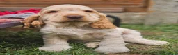 Cocker Spaniel dogs for sale: KC REG SHOW COCKER SPANIELS - Advert 10