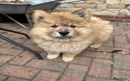Chow Chow dogs for sale:  🐾 LAST TWO Ready to go STUNNING GIRL chow chows* - Image 30