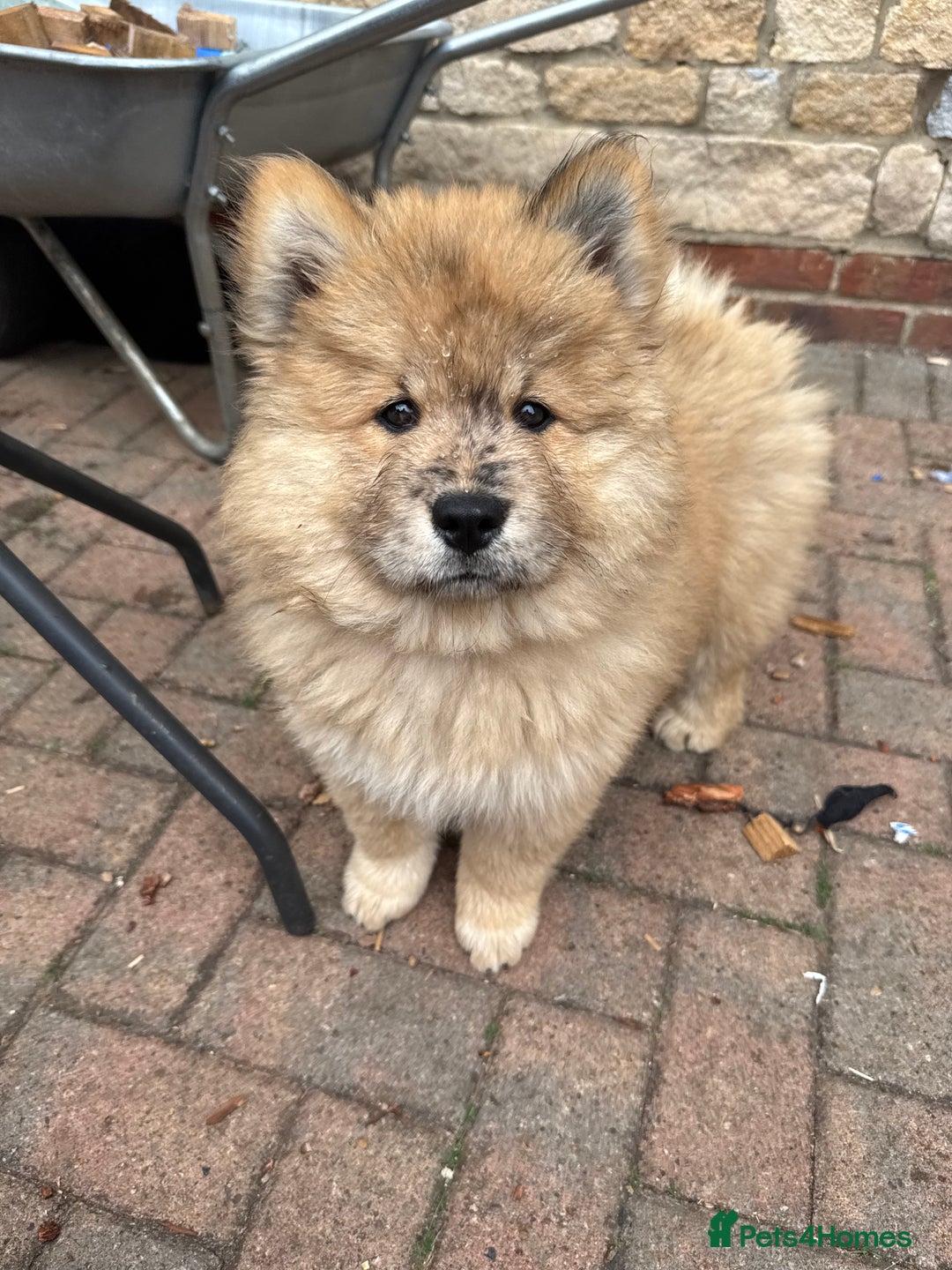 Chow Chow dogs for sale:  🐾 LAST TWO Ready to go STUNNING GIRL chow chows* - Image 30