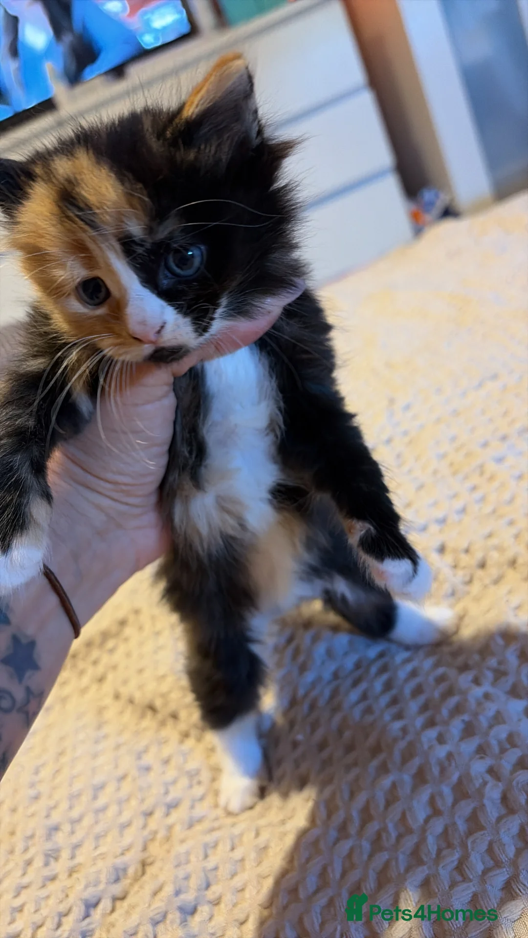 Mixed Breed cats for sale: Kittens for sale  in Cambridge - Advert 2