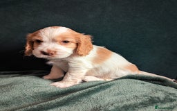 Cocker Spaniel dogs for sale: ✨ Showline Cocker Spaniel puppies for sale ✨ - Image 6
