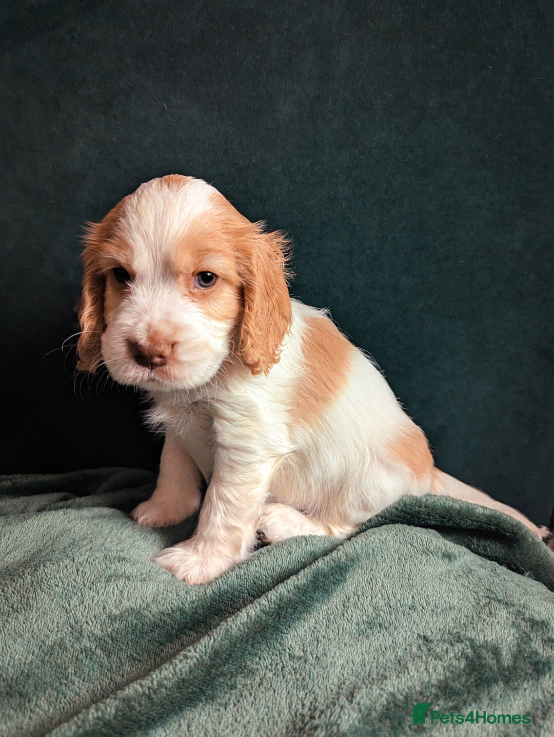 Cocker Spaniel dogs for sale: ✨ Showline Cocker Spaniel puppies for sale ✨ - Image 6