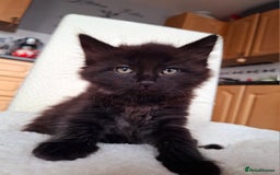 Mixed Breed cats for sale:  🐾 Cute Black Kitten Looking for a Loving Home 🏡 - Image 2