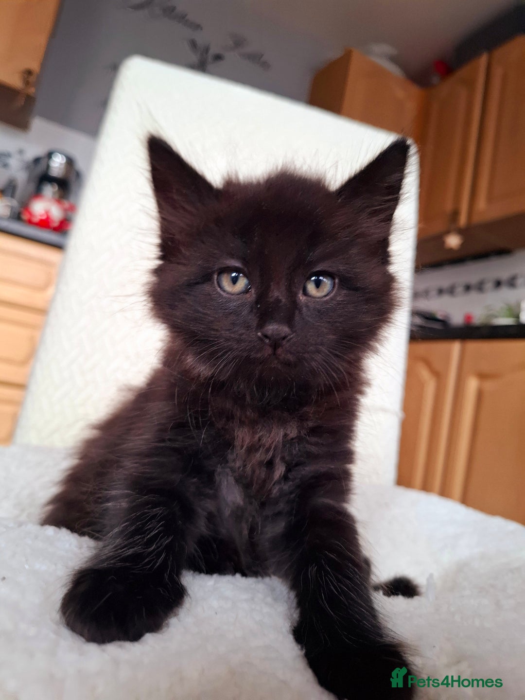 Mixed Breed cats for sale:  🐾 Cute Black Kitten Looking for a Loving Home 🏡 - Image 2