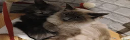 Ragdoll cats for sale: Ragdoll seal point 1 year old boy - Advert 5