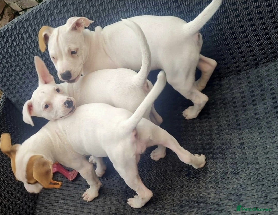 Staffordshire Bull Terrier dogs for sale: Two peas in a pod, staffys must go together  - Advert 17