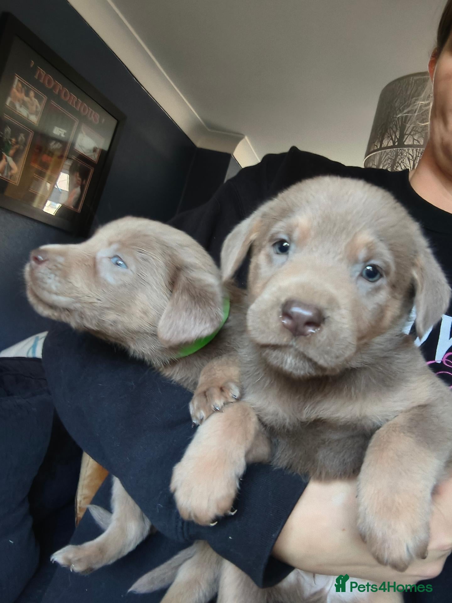 Labrador Retriever dogs for sale: Ready now 1 silver/tan Lab boy 1 cream girl  - Advert 16