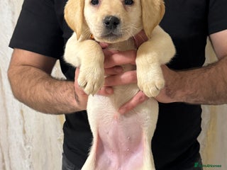 Labrador Retriever dogs Labrador retriever. - Advert 8