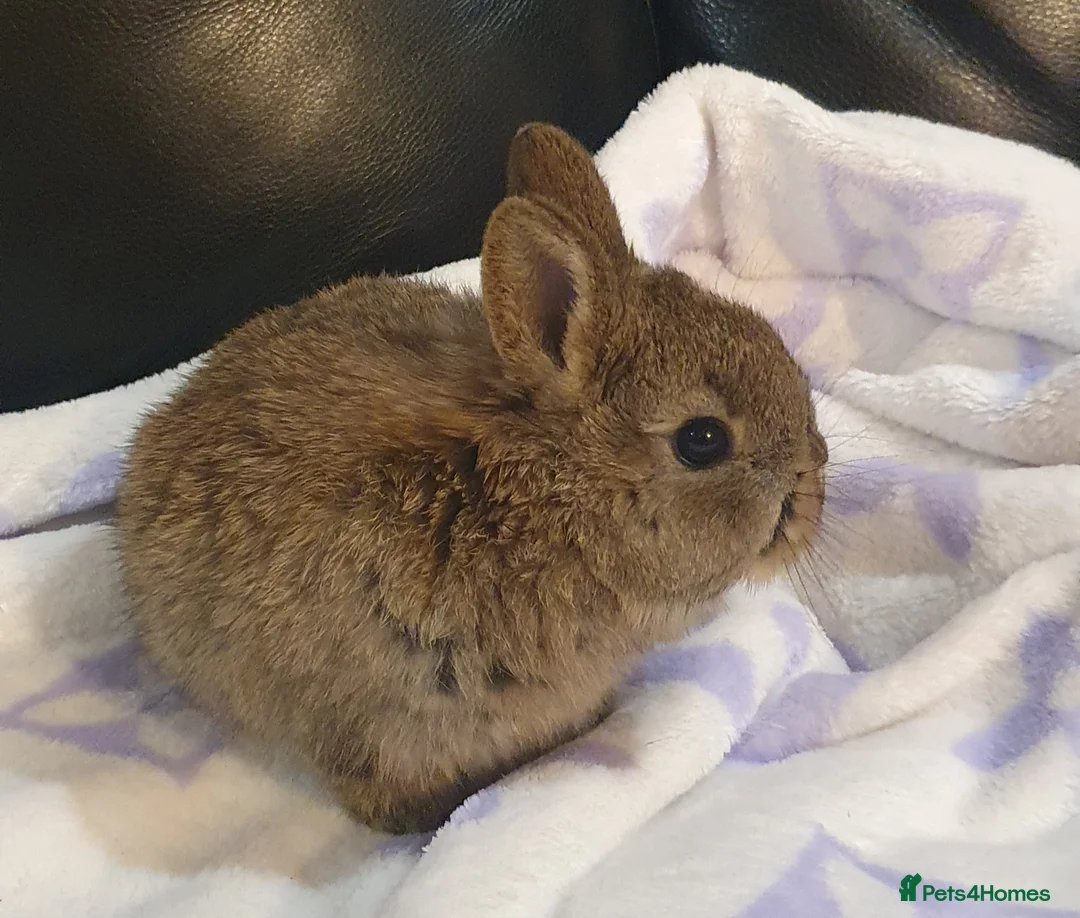 Netherland Dwarf rabbits for sale: Netherland Dwarf Kits Pure Bred From Show Stock - Advert 3