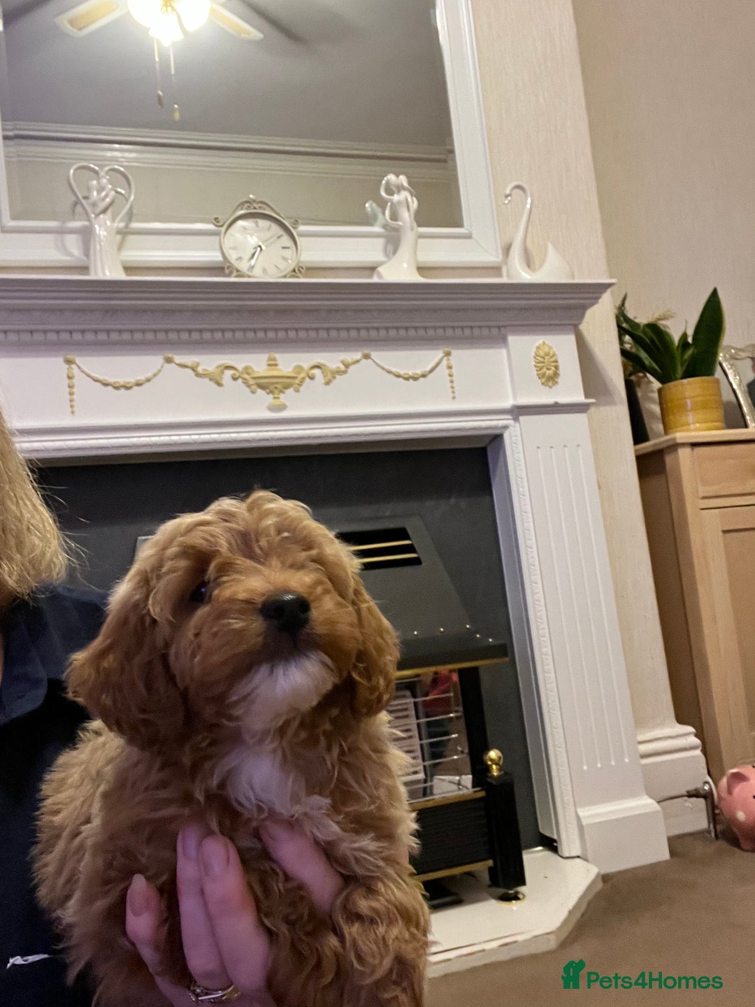 Poodle dogs for sale: Adorable Poodle Puppies For Sale. - Advert 5