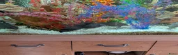 Other/Mixed Breed fish for sale: XL tropical fish  - Advert 8