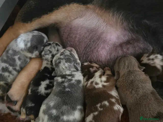 English Bulldog dogs for sale: British bulldog pups - Advert 18