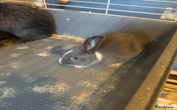 Mixed Breed rodents for sale: Sow Guinea pigs   in Preston - Advert 6