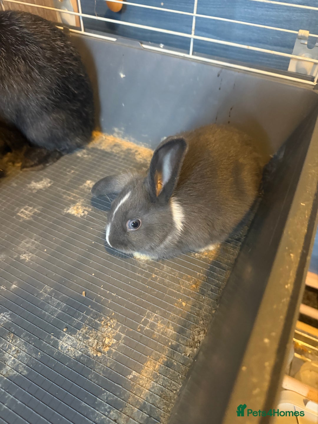 Mixed Breed rodents for sale: Sow Guinea pigs   in Preston - Advert 6