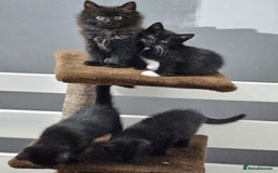 British Shorthair cats for sale: 4 beautiful kittens for sale  - Image 5