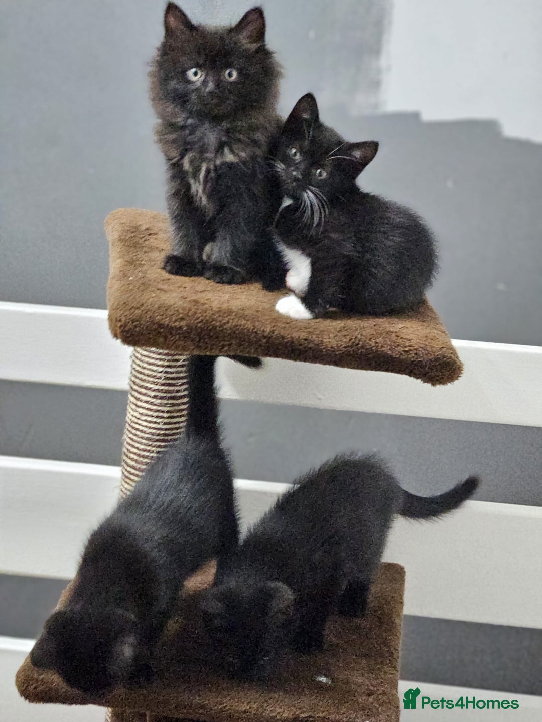 British Shorthair cats for sale: 4 beautiful kittens for sale  - Image 5