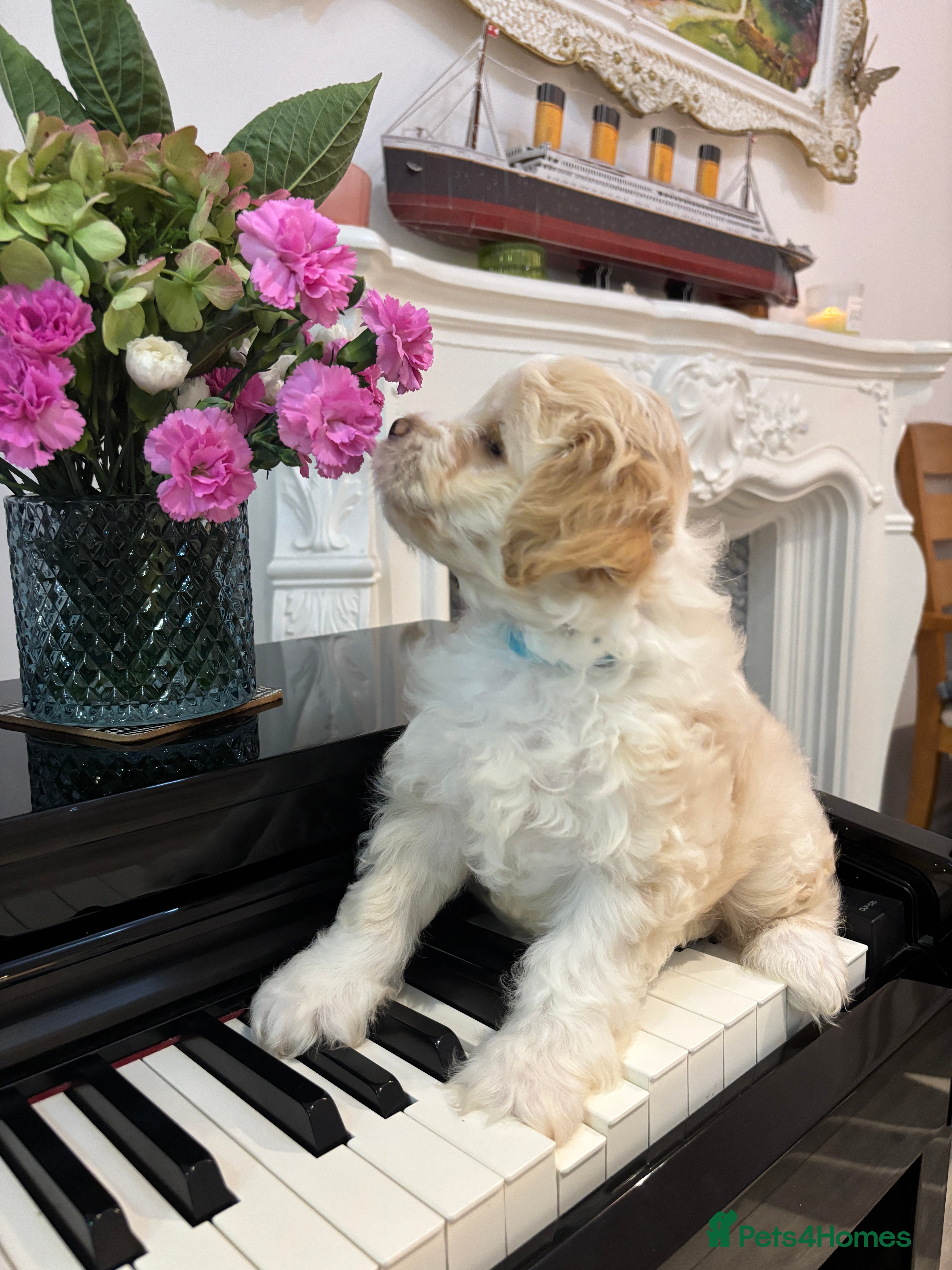 Mixed Breed dogs Peke-a-Chon puppies 🐶  - Advert 18