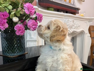 Mixed Breed dogs Peke-a-Chon puppies 🐶 - Advert 4