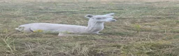 Alpaca livestock for sale: 4 castrated alpacas in Winsford - Advert 2
