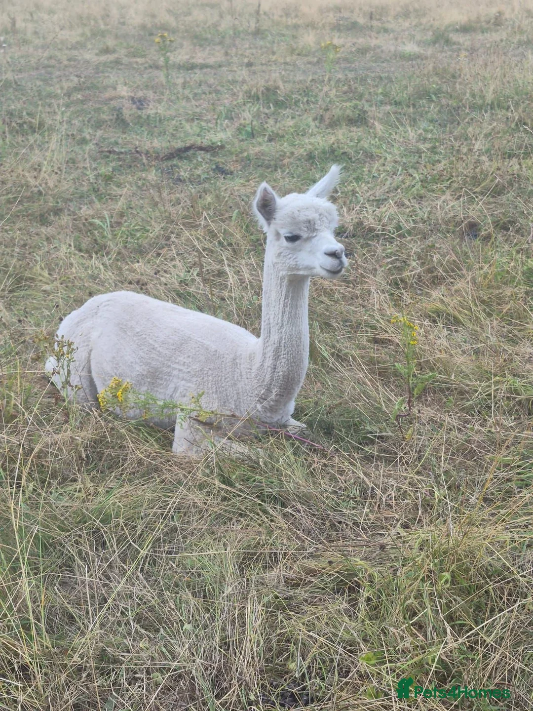 Alpaca livestock for sale: 4 castrated alpacas in Winsford - Advert 2