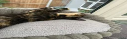 Mixed Breed cats for sale: 2 remaining kittens, looking for forever homes - Advert 7