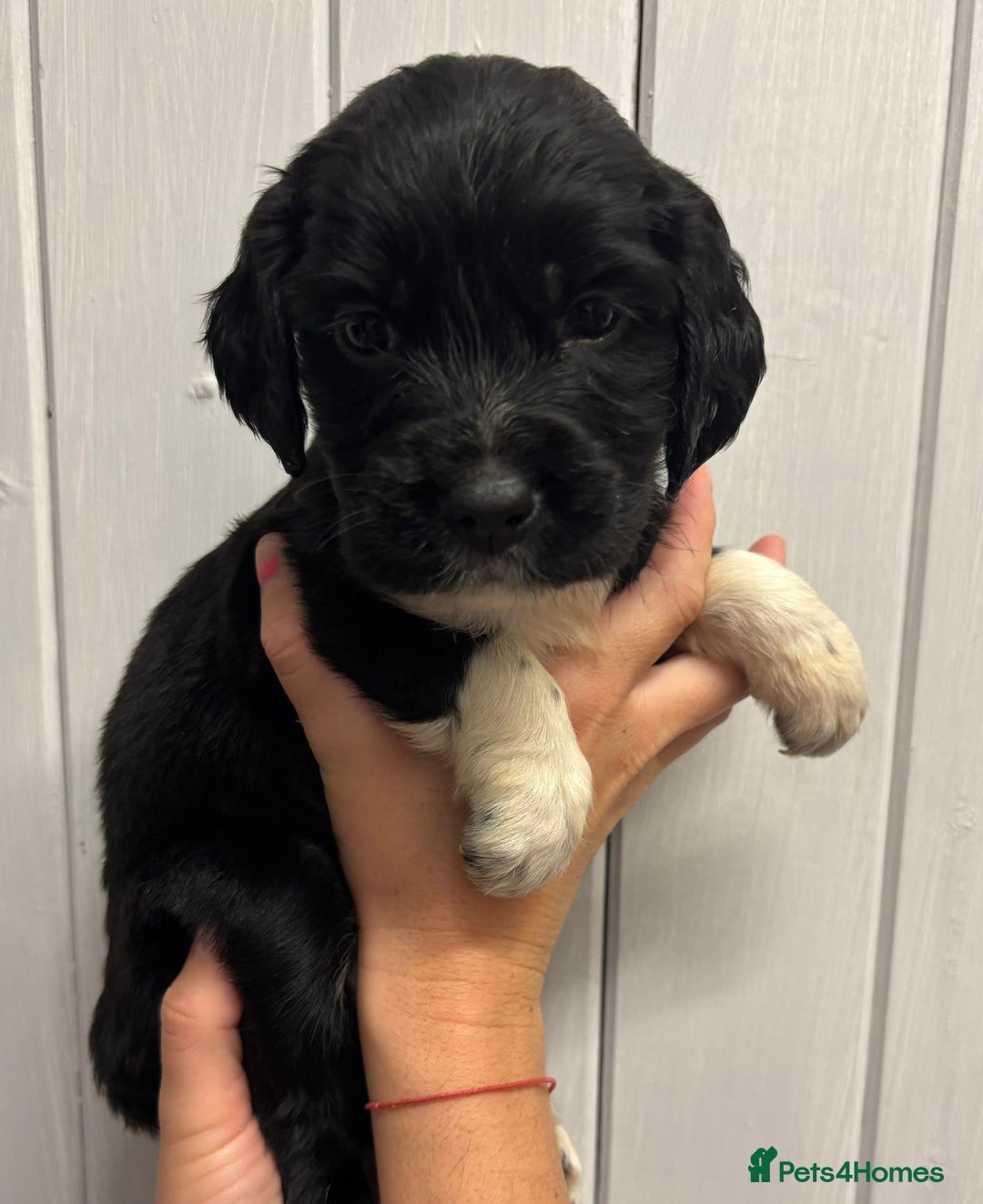 Sprocker dogs for sale: Beautiful Litter Of Sprocker Puppies   - Image 9