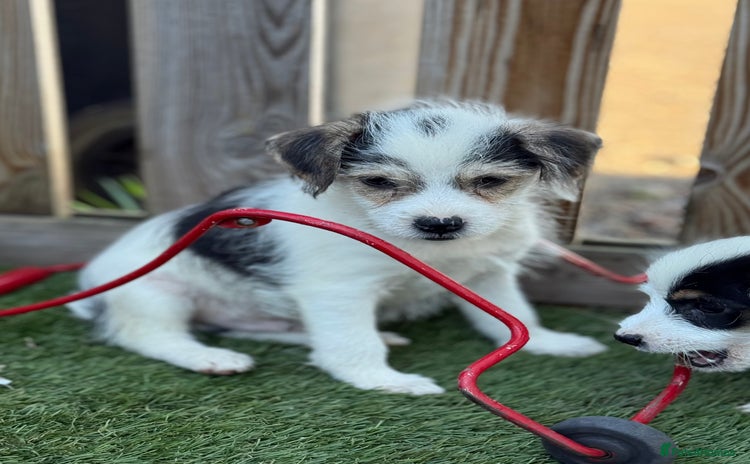 Mixed Breed dogs - Advert 12