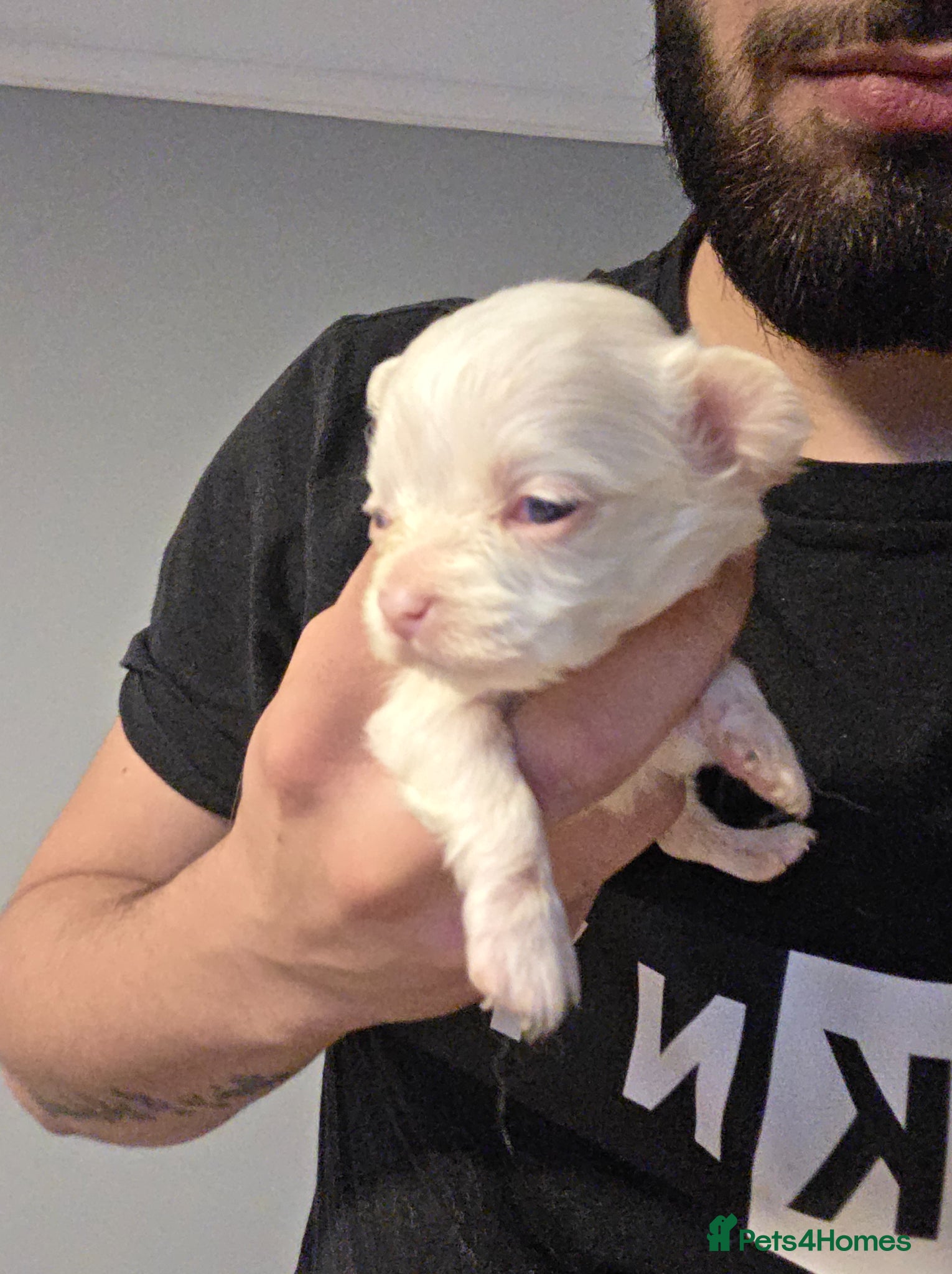 Chihuahua dogs for sale: Long & short haird chihuahua puppies  in Wirral - Advert 9