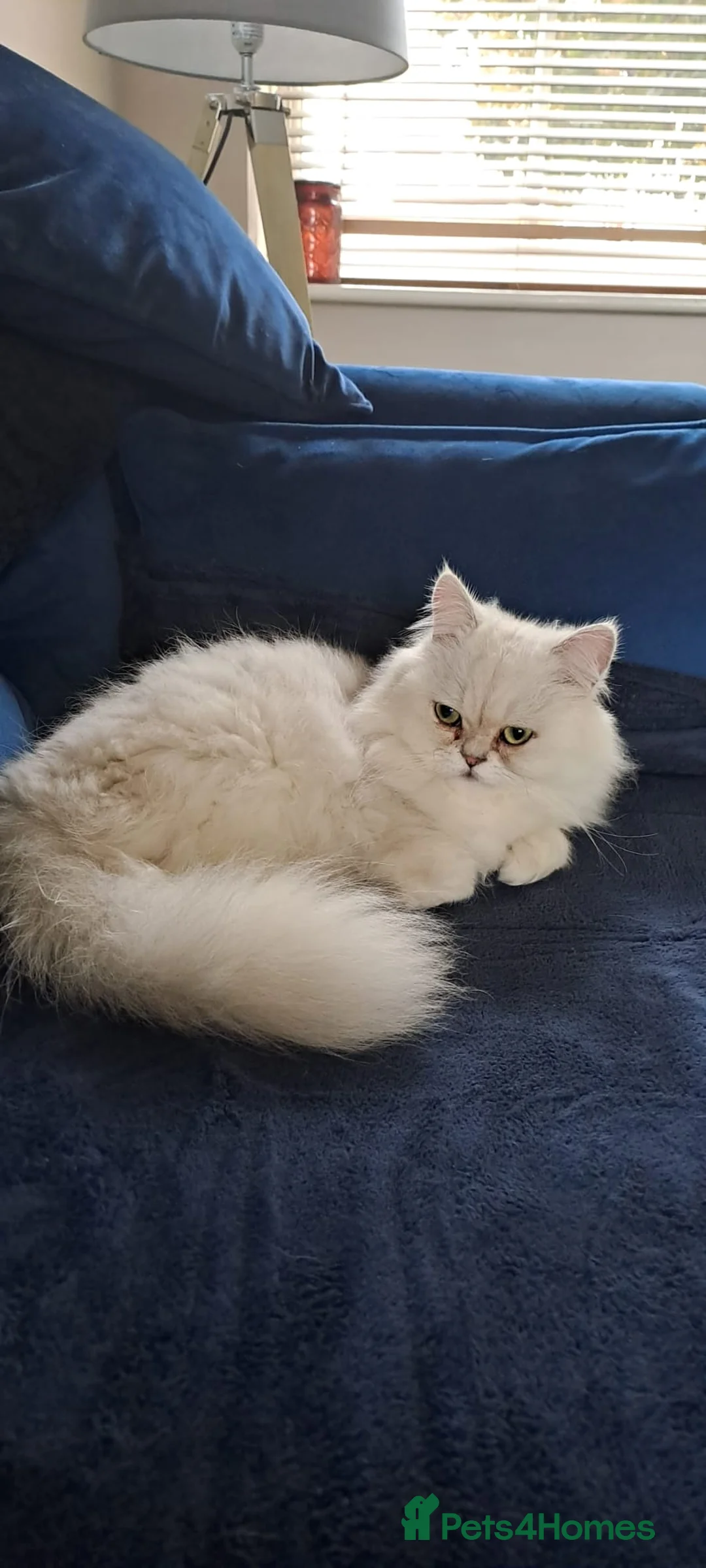 Persian cats for sale: Persian Chinchilla - Advert 3