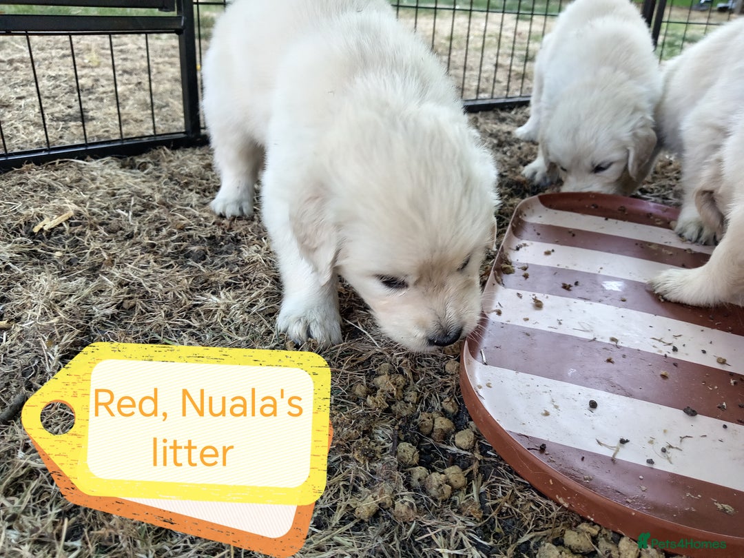 Golden Retriever dogs for sale: 1 beautiful female puppy - Image 4