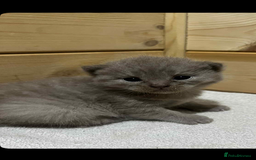 British Shorthair cats for sale: British shorthair kittens  - Image 9
