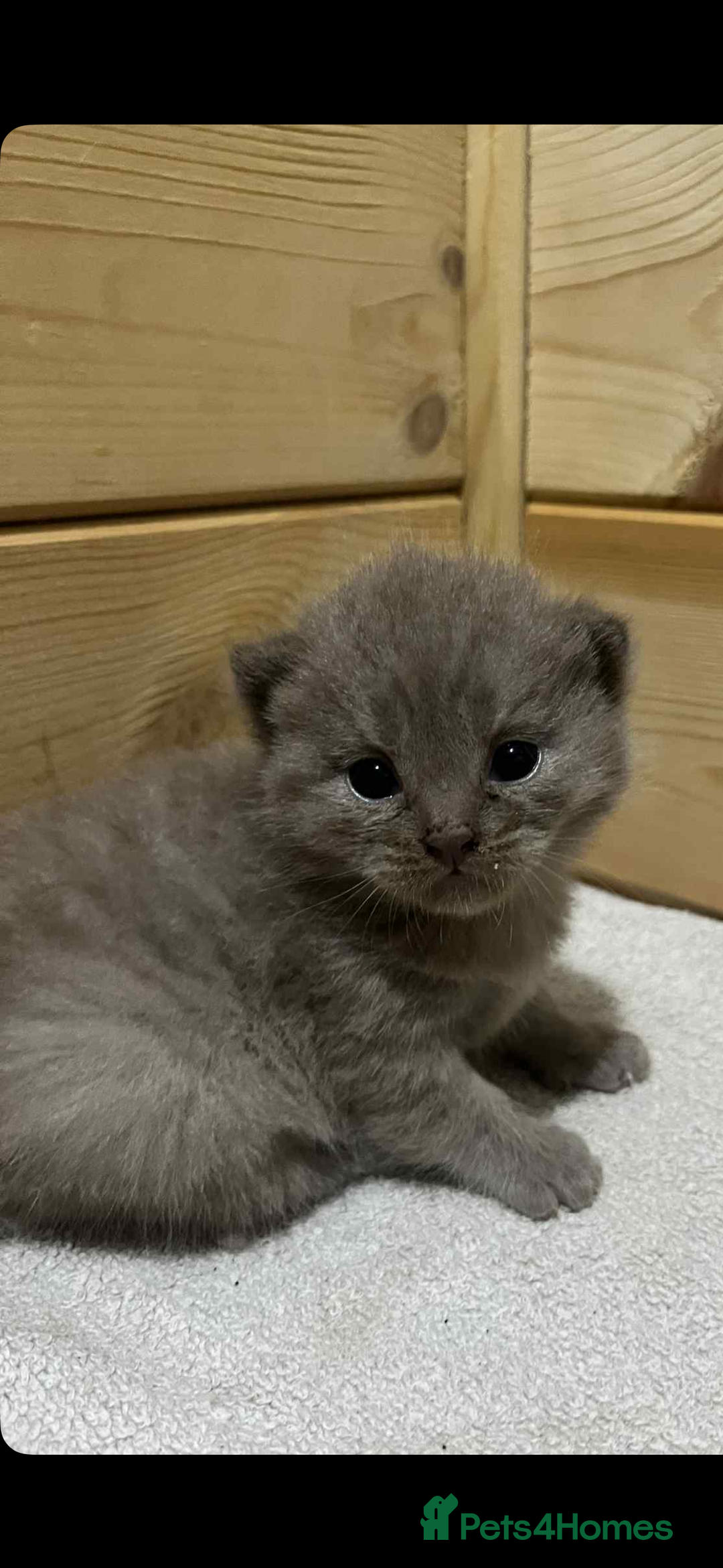 British Shorthair cats for sale: British shorthair kittens  - Image 9