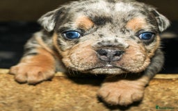 Olde English Bulldogge dogs for sale: Olde English Bulldog puppies - Image 10
