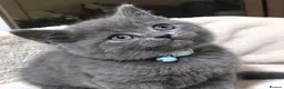 British Shorthair cats for sale: British shorthair little boy 💙 - Advert 1