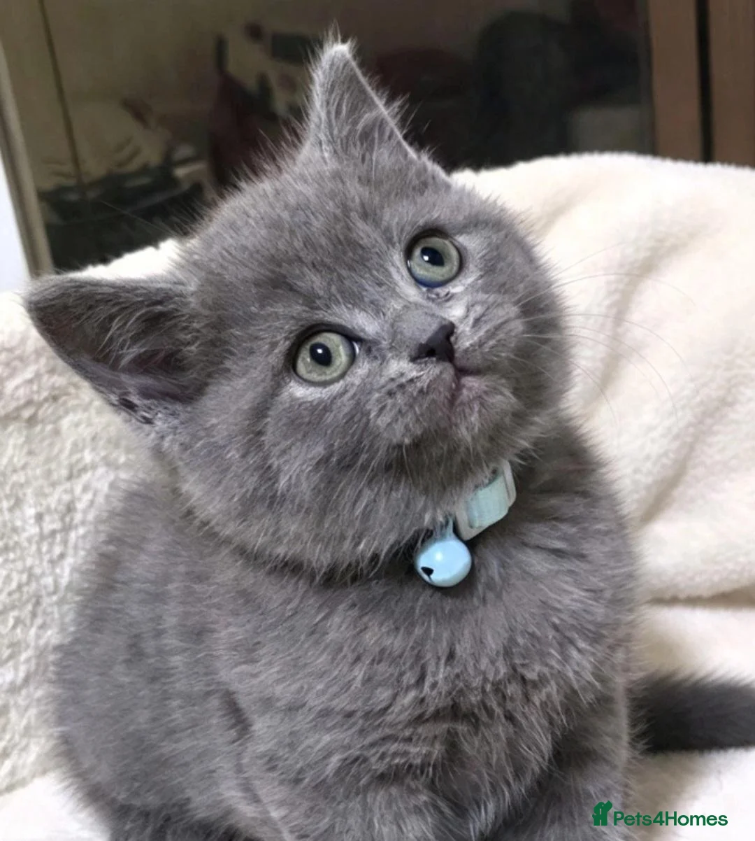 British Shorthair cats for sale: British shorthair little boy 💙 - Advert 1
