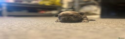 French Bulldog dogs for sale: French bulldog pup - Advert 11