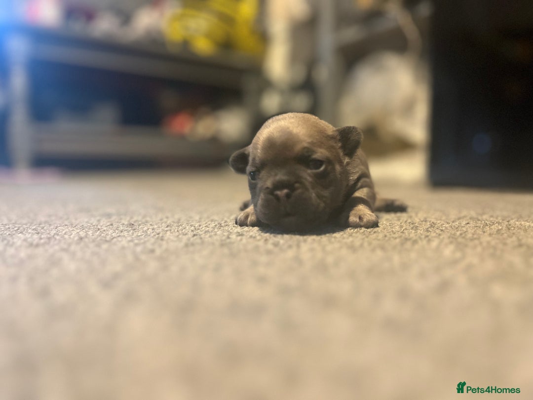 French Bulldog dogs for sale: French bulldog pup - Advert 11