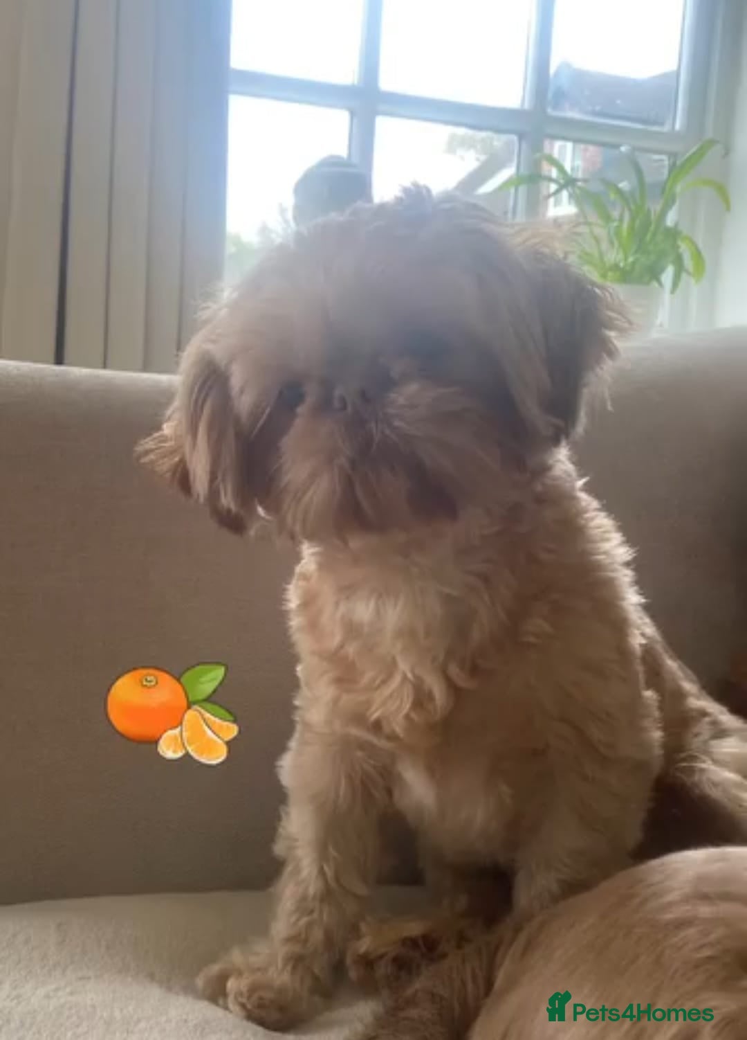 Shih Tzu dogs for sale: 🍫CHOCOLATE KC REG IMPERIALS BEST LINES🍫 - Advert 5