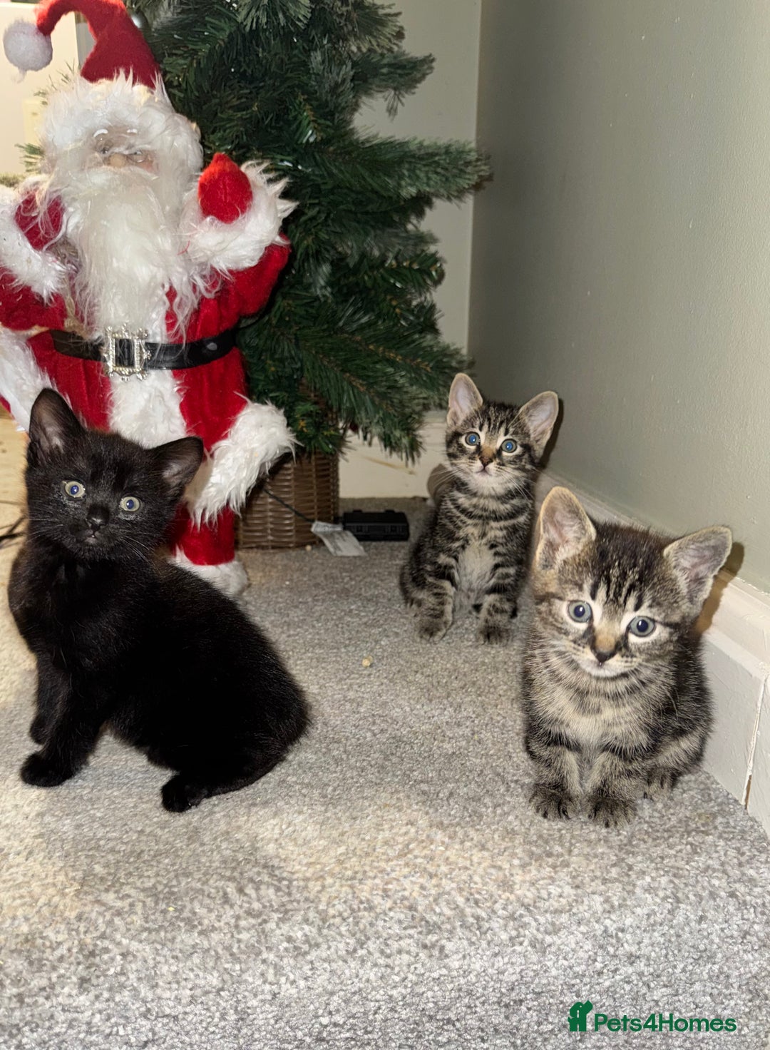 Mixed Breed cats for sale: Gorgeous Kittens ready to go in 2 weeks - Advert 10